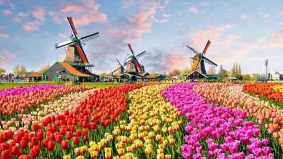 Keukenhof Park, Holland, Netherlands (1)