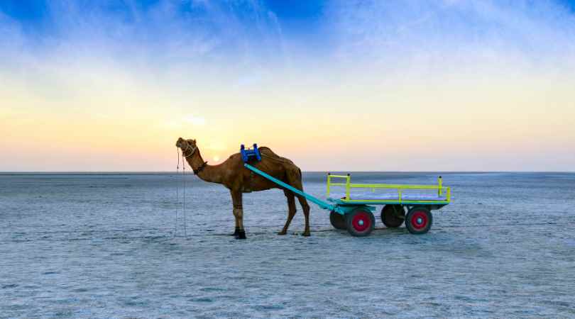 rann of kutch in november