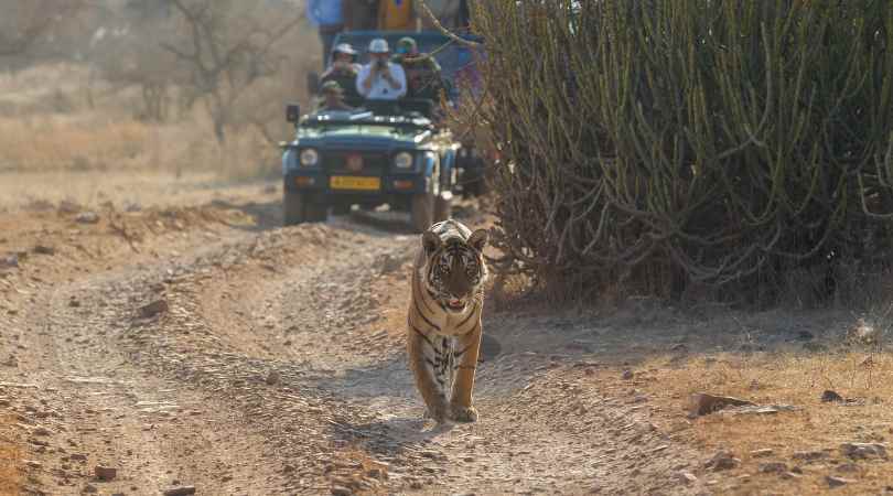 ranthambore in november